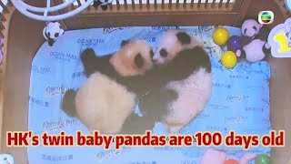 TVB News  23 Nov 2024  HK’s twin baby pandas are 100 days old [upl. by Erehc]