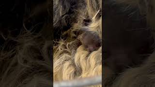 Cincinnati Zoo newborn sloth pup and mother [upl. by Enirehtac867]