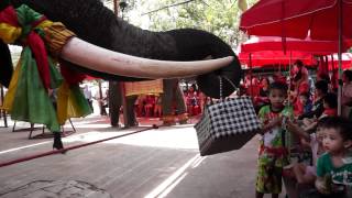 Ayutthaya Thailand Elephant Show HD 1080p 2 [upl. by Irb]