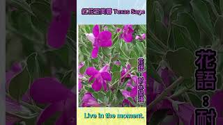 紅花玉芙蓉 Texas Sage 踏雪尋梅 Tiffany cover [upl. by Ciardap]