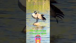 Meet the Cute Duckies Goose on the Rock  by Duck Lover Puppy Pow Pow cuteducks birdwatching [upl. by Ardnoyek]