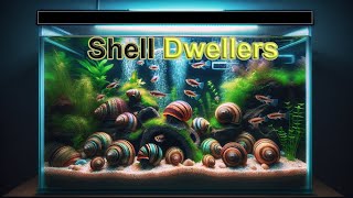 Meet My New Shell Dwellers Neolamprologus Multifasciatus in a 29 Gallon Tank [upl. by Mundt89]