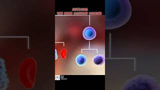 MYELOMA PLASMA CELLS Bone marrow Cancer [upl. by Kerge386]