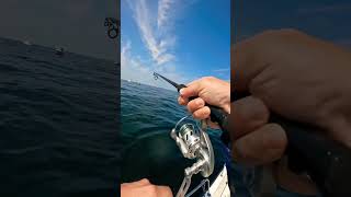 Jigging False Albacore Albies NJ Fishing [upl. by Ramedlab]