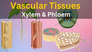 What are Vascular tissues What is Xylem and phloem Types of plant tissues Histology biology [upl. by Nylanna]