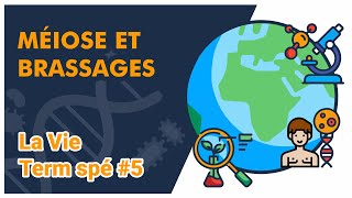 Méiose et brassages SVT  LA VIE Term spé 5  Mathrix [upl. by Ahtnahc]