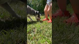 Baby offers food to Schnauzer minischnauzer [upl. by Acirederf]