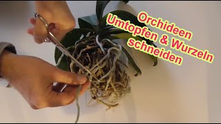 Orchideen richtig umtopfen  Wurzeln schneiden amp kürzen  Orchidee Wurzelschnitt amp Pflege Anleitung [upl. by Volotta]