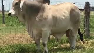 Mr V8 1468 quotSloanquot Champion Brahman Bull at V8 Ranch [upl. by Damick]