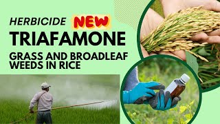 Triafamone Advanced Herbicide for Effective Weed Control in Rice Cultivation [upl. by Ramar]