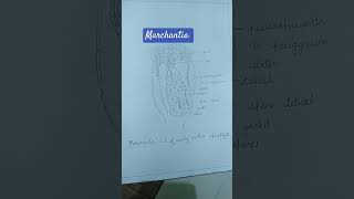 Study of external morphology and anatomy of thallus of MARCHANTIA [upl. by Maurita]