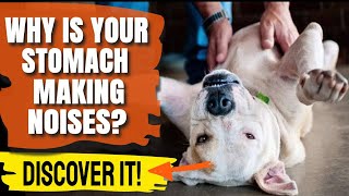 🐶WHY is your DOGS STOMACH making NOISES Urgent [upl. by Atenahs141]