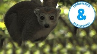 Le Pays des lémuriens  Madagascar  Fenêtres sur le Monde  Documentaire [upl. by Suirad]