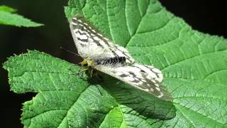 Female Clodius Parnassian Parnassius clodius [upl. by Wivinia]