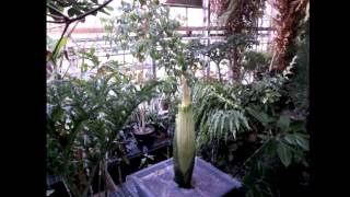 Binghamton University Corpse flower Bloom Live 2015 [upl. by Okoyik543]