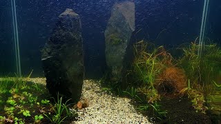 The juncus repens  short film [upl. by Ochs]