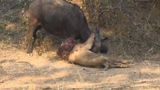 Epic LionBuffalo battle at Mwamba Bush Camp Photographic Hide [upl. by Verna]