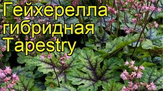 Гейхерелла гибридная Тапестри Краткий обзор описание характеристик heucherella Tapestry [upl. by Dahij]