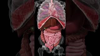 Explore the Dynamic Movements Inside Your Body anatomy meded 3danimation [upl. by Gunther]