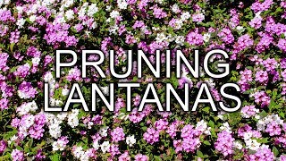 PRUNING 2 DIFFERENT TYPES OF LANTANAS IN SPRING JoyUsGarden [upl. by Halstead]