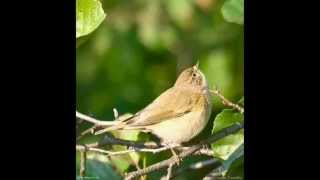 Pilkoji Pečialinda  Phylloscopus Collybita  Chiffchaff [upl. by Akehsat]