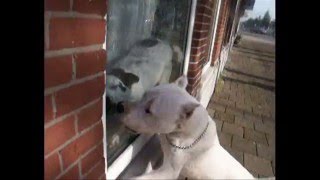 Dogo Argentino attacks  Dog Fight [upl. by Maidel]