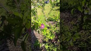 Willis orchard plumcot ne Ohio 62824 [upl. by Nnyluqcaj]