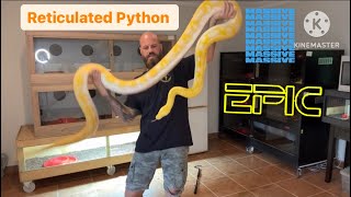 Tiger lavender albino Reticulated Python Freshly shed and looking great 💥 [upl. by Means]