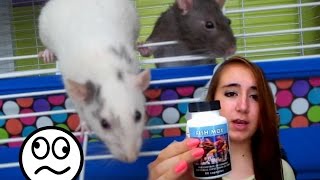 how to cure a respiratory infection in rats [upl. by Akkin289]