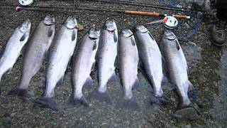 Epic result of a dream coho salmon fishing day [upl. by Casanova]