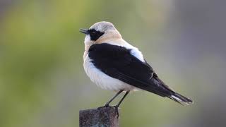 Blackeared wheatear MittelmeerSteinschmätzer Oenanthe hispanica [upl. by Selokcin]