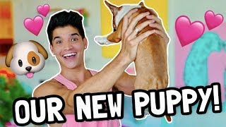 IM A FATHER NEW PUPPY [upl. by Aidyn]