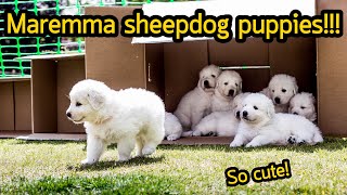 ลูกหมาสุดน่ารัก Adorable Maremma Sheepdog puppies 2020 [upl. by Shuping755]