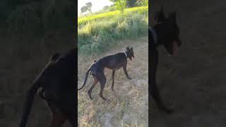 Greyhound Dog 🐶 Greyhound dog breed  italian greyhound dog• greyhound dog running training [upl. by Namrac]