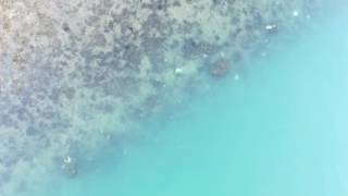 Coral bleaching at Terumbu Pempang Tengah [upl. by Tibbitts]