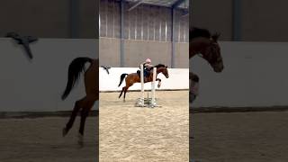 Tarzan has wings😱 Jumping lesson 80 cm❤️ shortsvideo horsejumping horseriding horse [upl. by Sal]