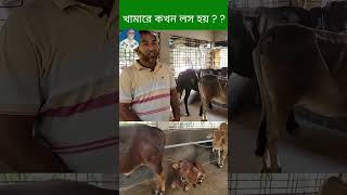 প্রশিক্ষণ। গরু cow cowfarm bdcowcow short [upl. by Reggi800]