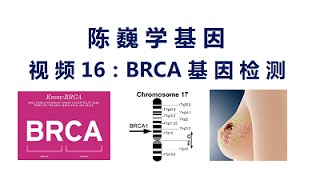 【陈巍学基因】视频16：BRCA基因检测 [upl. by Lonee]