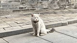 beautiful stray cat waited six months trusting the girl who fed him would return to take him home😭 [upl. by Mireille267]