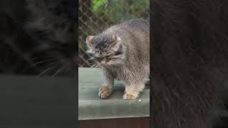 Pallass cat kittens in Novosibirsk zoo [upl. by Lehplar]