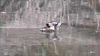 PiedBilled Grebe Wing behavior [upl. by Edlin]