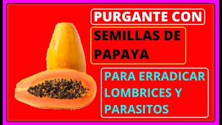 🔴 Cómo Se Utiliza la SEMILLA de PAPAYA para los PARÁSITOS  Como se prepara el PURGANTE de PAPAYA [upl. by Aicetel]