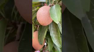 The polyphenols in sapodilla have anticancer properties sapodilla anticancer agriculture farming [upl. by Ruperto511]