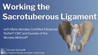 The Sacrotuberous Ligament [upl. by Htesil]