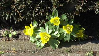 Winterling Eranthis hyemalis [upl. by Raina]