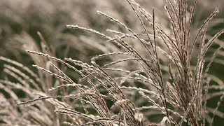 How to grow Miscanthus  Crocuscouk [upl. by Hemetaf911]