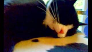 Cat Meowing In Its Sleep [upl. by Nilde567]