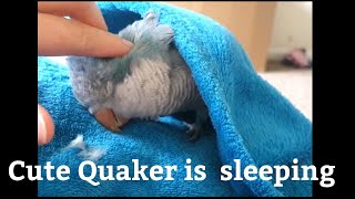 Preening my Quaker Parrot  Parrot Going to Sleep [upl. by Aniluap690]