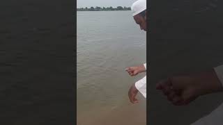 T R FISHING SHORT VIDEO CLIPshortvideo fishing youtubeshorts mirarifali8438 [upl. by Arihat403]