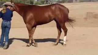 Classic Designation Halter Horse For Sale [upl. by Eico]